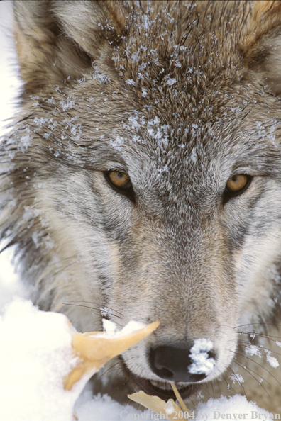 Gray wolf chewing on bone.
