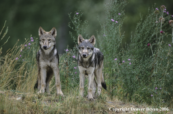 Gray wolf pups in habitat.