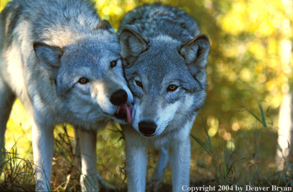 Gray wolves in habitat.