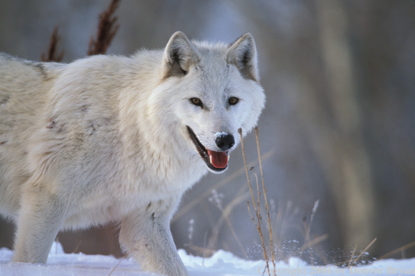 Gray wolf in winter habitat.