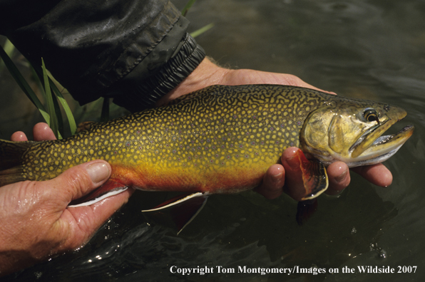 Brook Trout