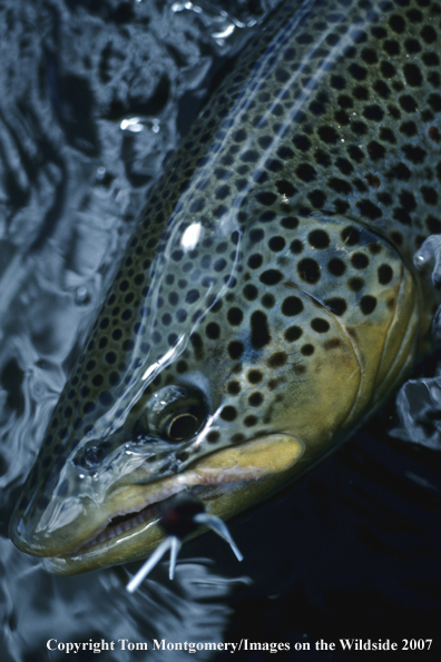 Brown Trout