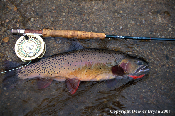Cutthroat Trout.