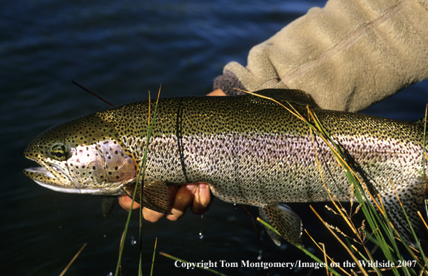 Rainbow Trout