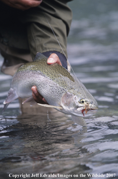 Rainbow Trout