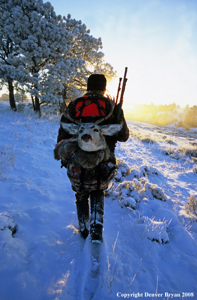 Mule deer hunter returning to camp