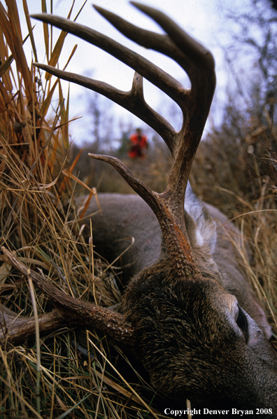 White-tailed deer hunter approaching downed deer