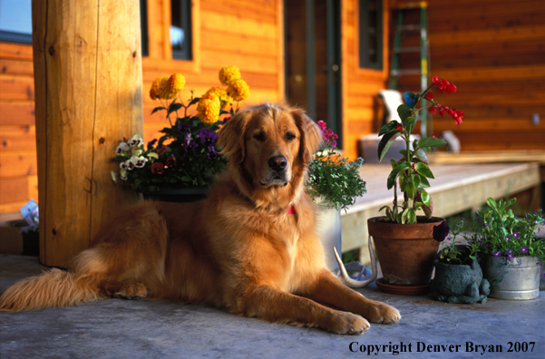 Golden Retriever on deck.