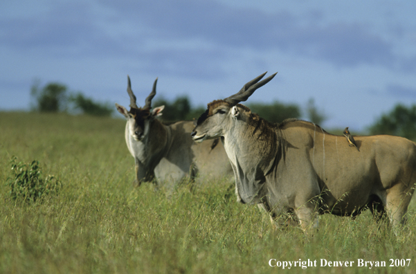 African Eland in field.