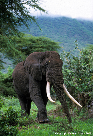 African Elephant