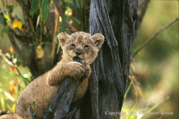 Lion cub in habitat. Africa.