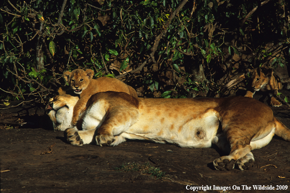 Lion Cubs with Mom