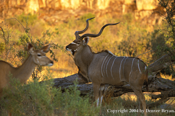 Kudu bull and cow in bush.  Kenya, Africa.