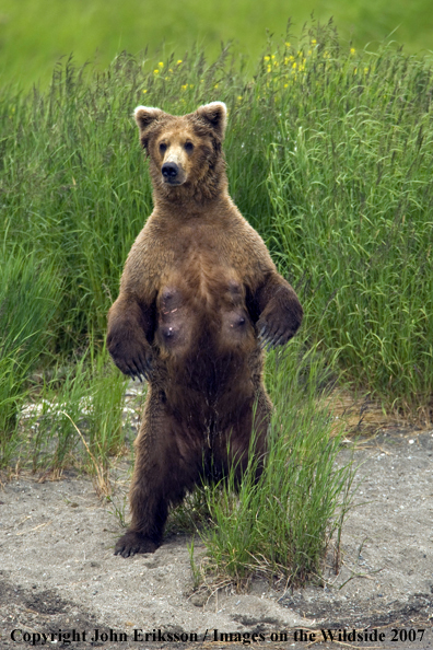 Brown bear 