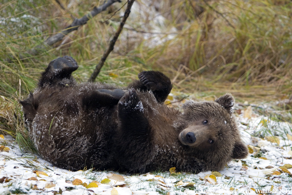 Brown Bear cub. 