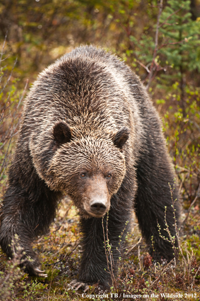 Grizzly Bear in habitat.
