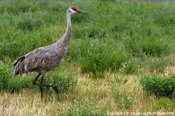 Sandhill Crane in habitat. 