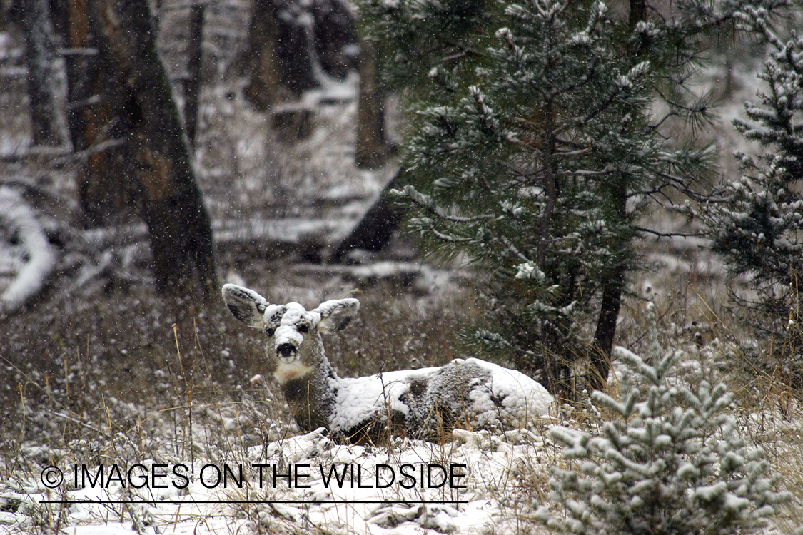 Mule deer bedded in snow