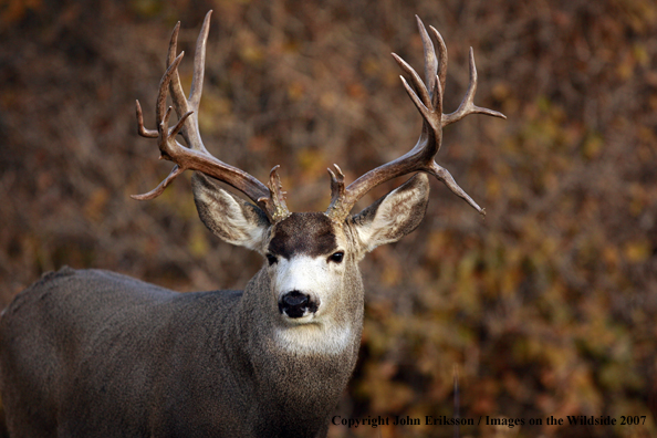 Mule deer 