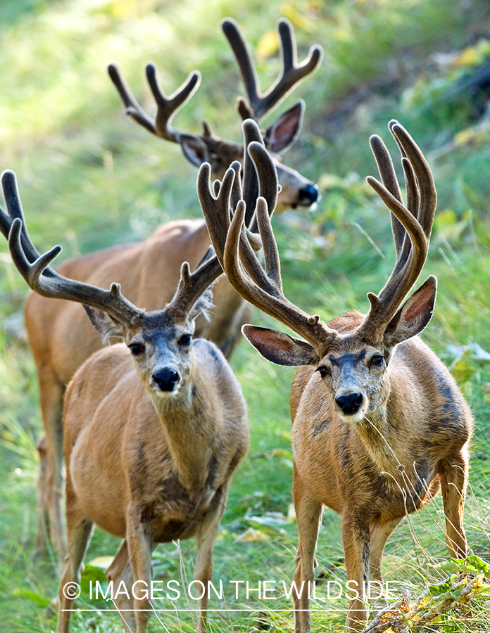 Mule Bucks in Velvet 