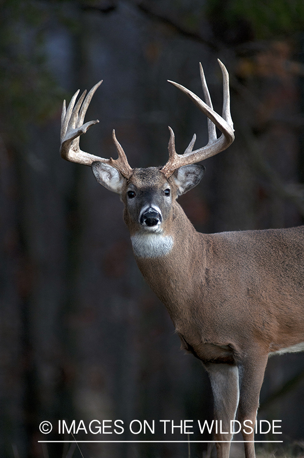 White-tailed buck in habitat. 