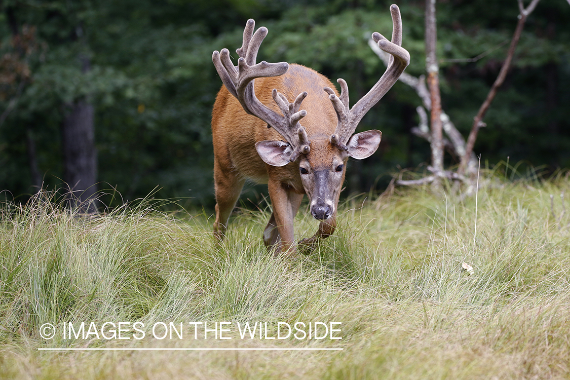 White-tailed buck in field.