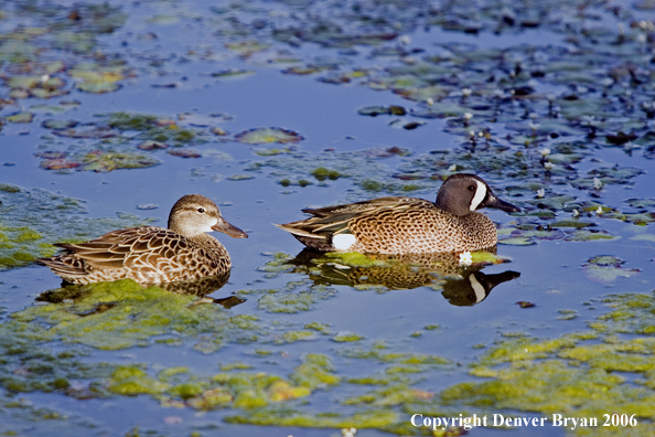 Blue-winged Teal duck pair swimming.