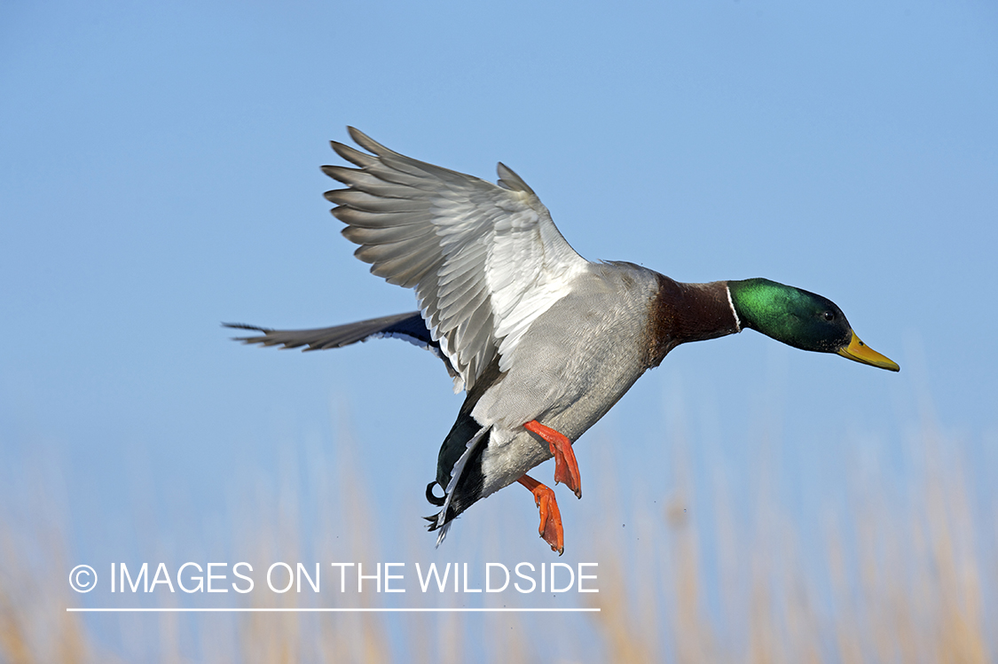 Mallard duck in flight.