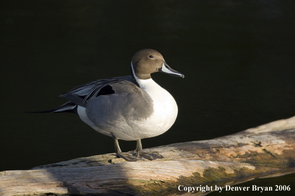 Pintail ducks.