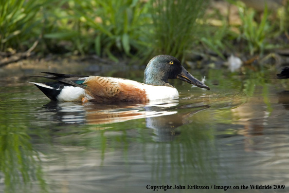 Shoveler in habitat