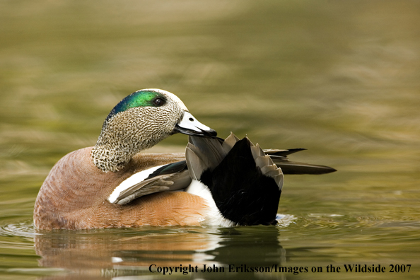 Wigeon duck
