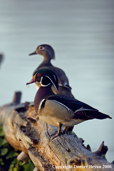 Wood duck pair on log.