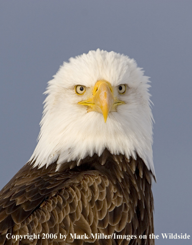 Bald Eagle in habitat.
