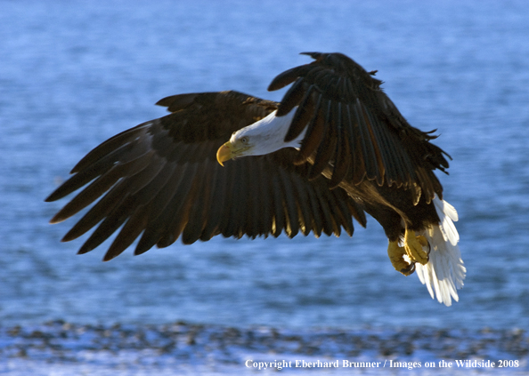 Bald Eagle in habitat