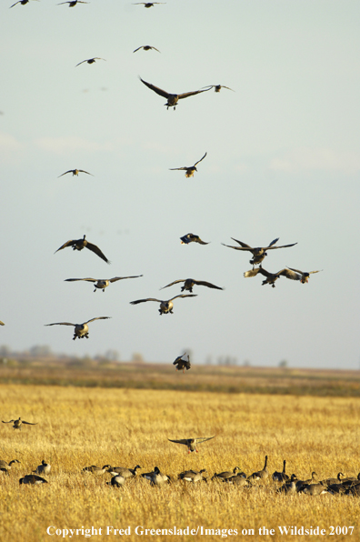 Canadian Geese landing in stubble field