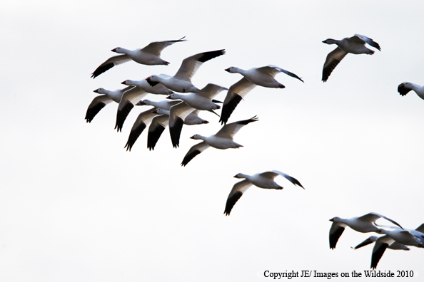 Geese flock in flight.
