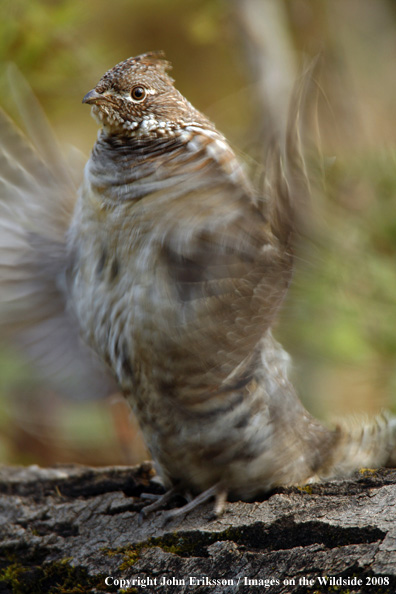 Ruffed Grouse drumming