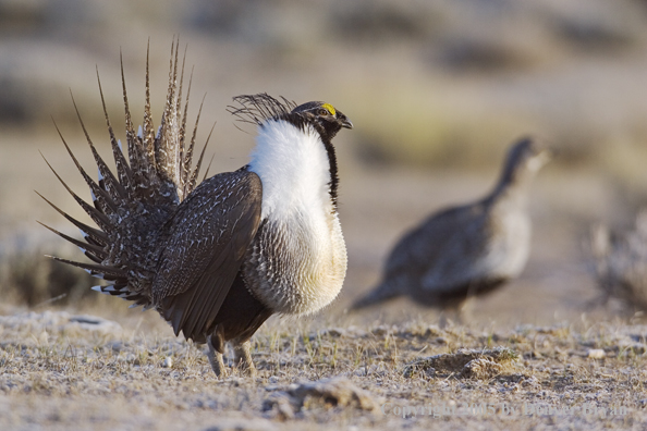 Sage grouse displaying on booming ground with female in the background.