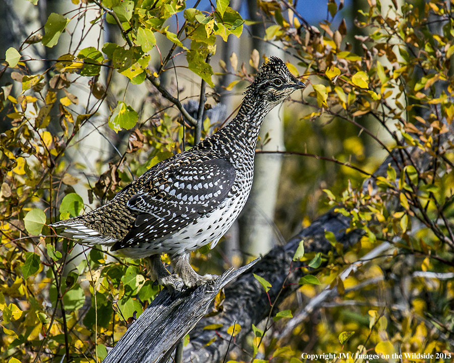 Alaskan sharp-tailed grouse in habitat.
