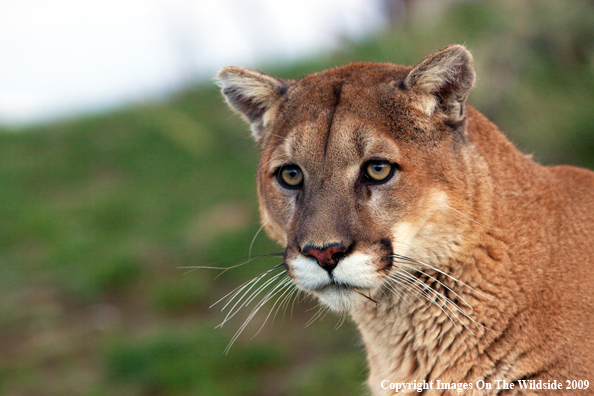 Mountain Lion in habitat
