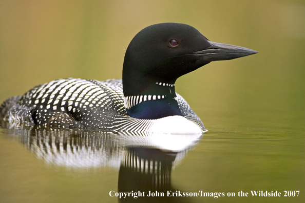 Loon in habitat