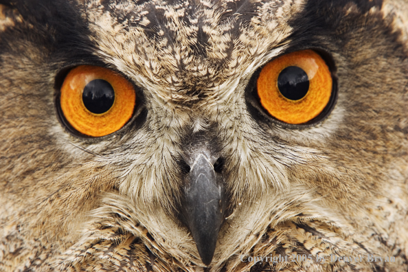 Eurasian eagle owl.