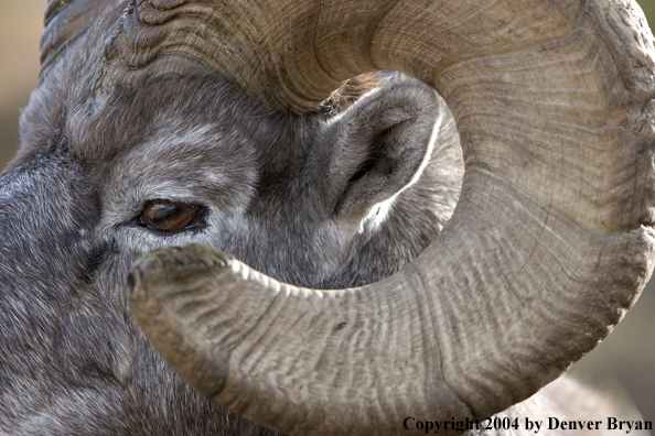 Rocky Mountain bighorn sheep (ram).
