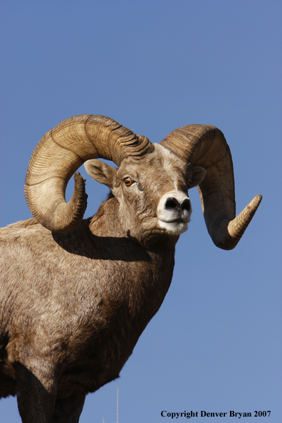 Rocky Mountain Big Horn Sheep