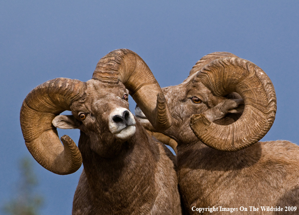 Rocky Mountain Bighorn Sheep