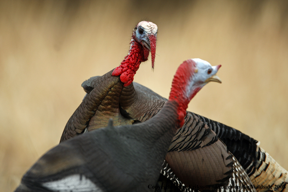 Rio Grande Turkey in habitat