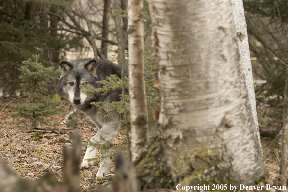 Gray wolf (black phase) in habitat.