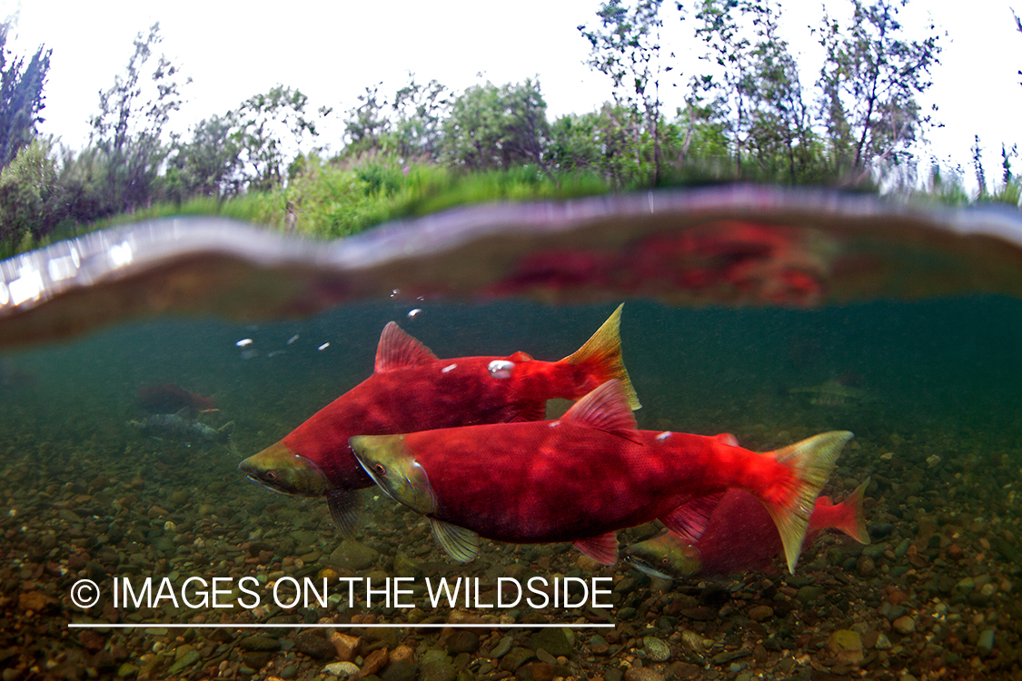 Alaskan Sockeye Salmon (Upper Nushagak, Alaska)