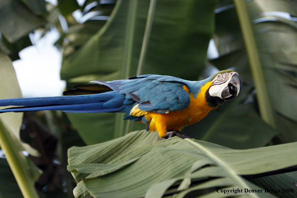 Blue Macaw in habitat