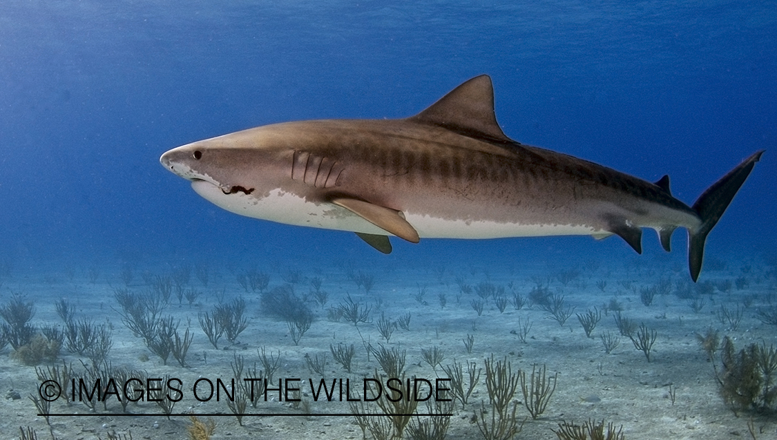 Tiger shark in habitat.